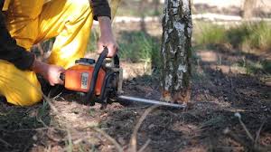 Best Pest Control for Lawns  in Santaquin, UT