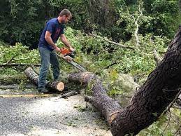 Best Tree and Shrub Care  in Santaquin, UT