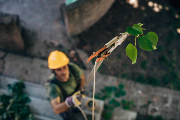 Best Tree Maintenance Programs  in Santaquin, UT