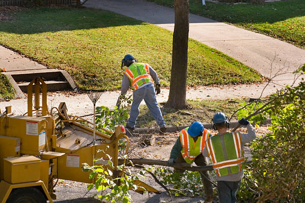 Best Tree Disease Treatment  in Santaquin, UT