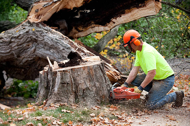 Best Emergency Tree Removal  in Santaquin, UT