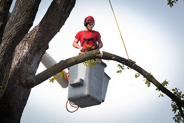 Best Arborist Consultation Services  in Santaquin, UT