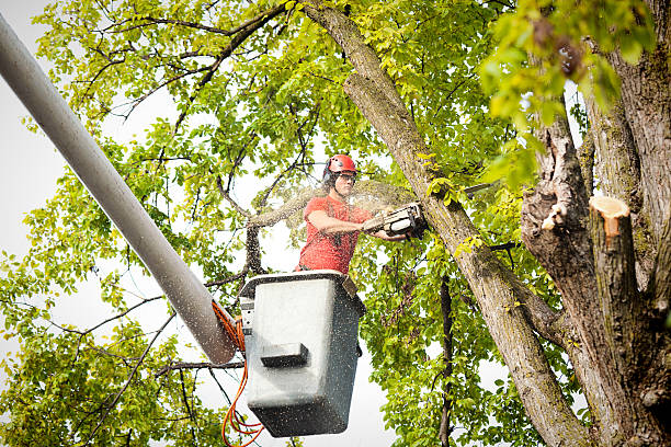 Best Storm Damage Tree Cleanup  in Santaquin, UT