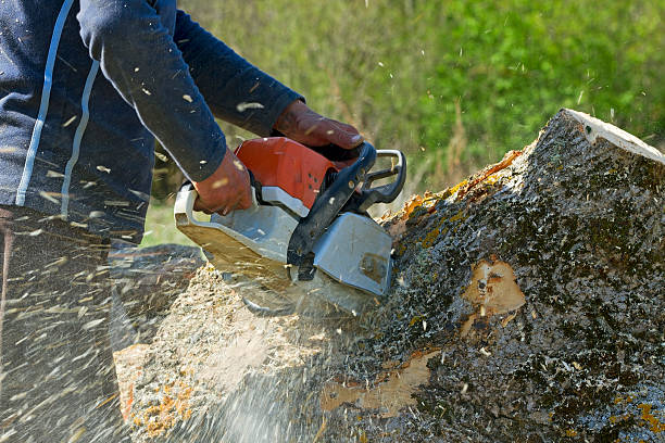 Best Tree Mulching  in Santaquin, UT