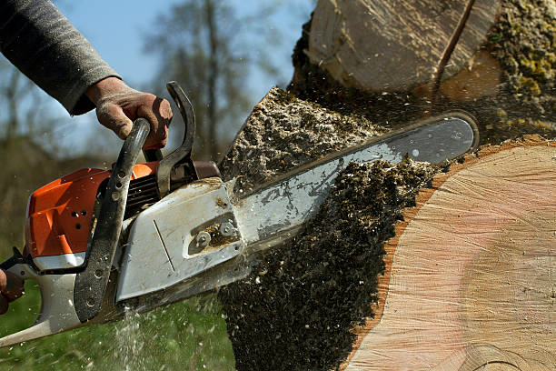 Reliable Santaquin, UT Tree Removal Solutions